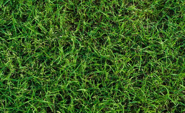 The Southeast's Leading Sod farm