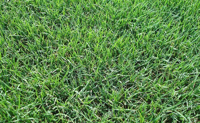 tifway-419-bermuda The Southeast's Leading Sod farm